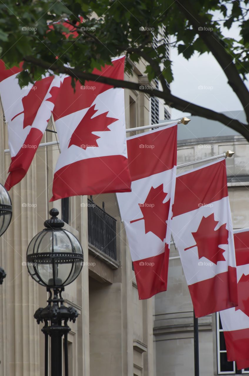 Canadian flags 