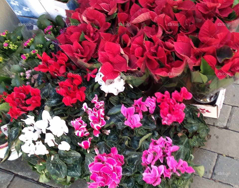 flores de varios colores