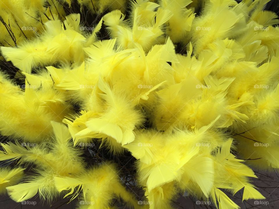 Yellow easter feathers in local store.