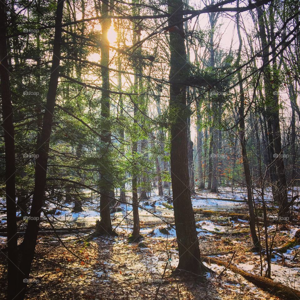 Sunlight coming in forest
