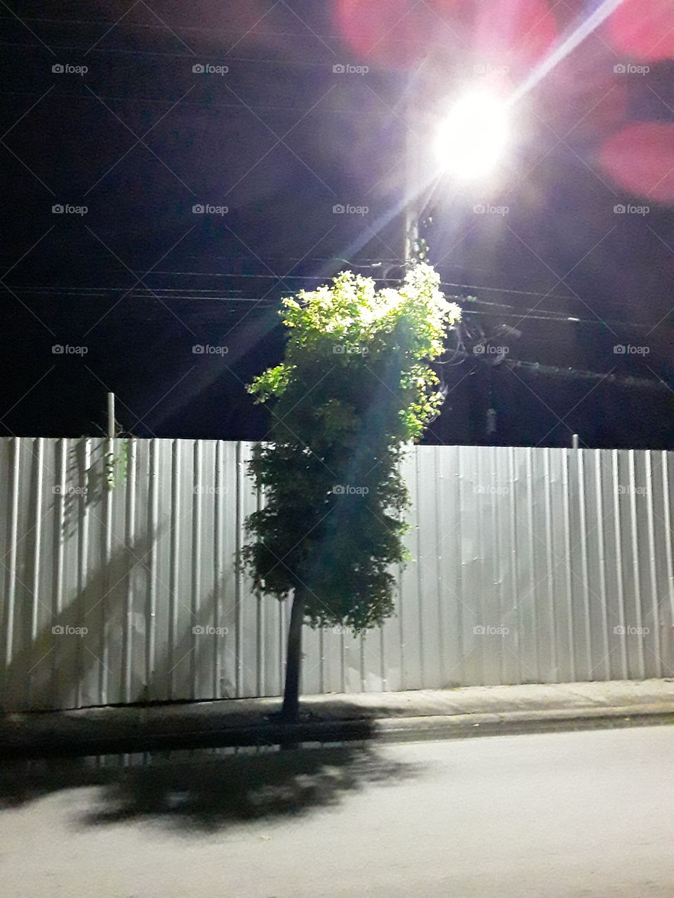 popsicle-like tree under a night lamp