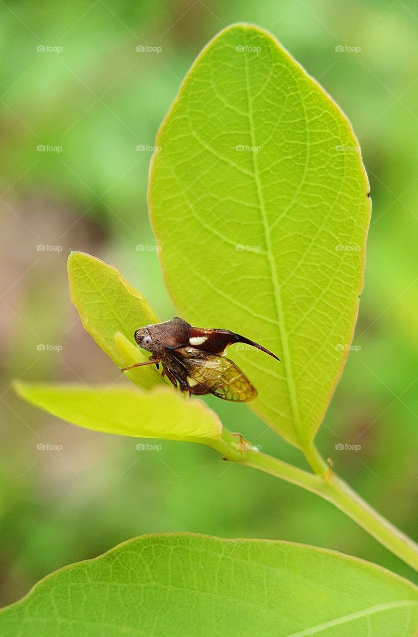 Thorn-hopper (Tree Hopper)