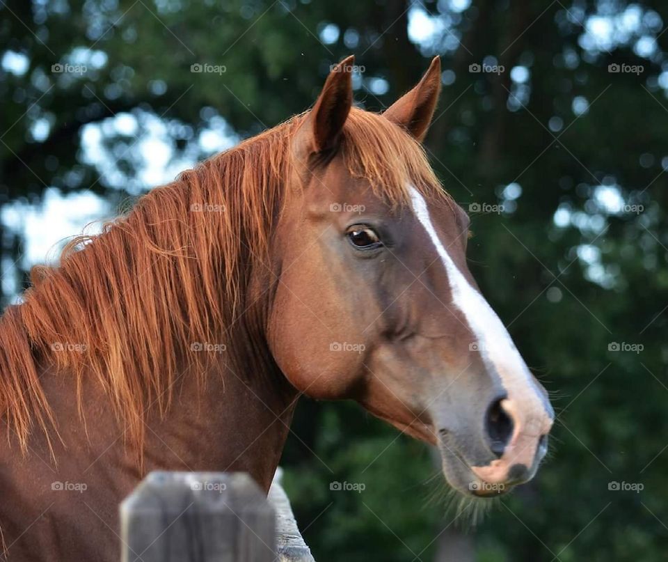 horse love