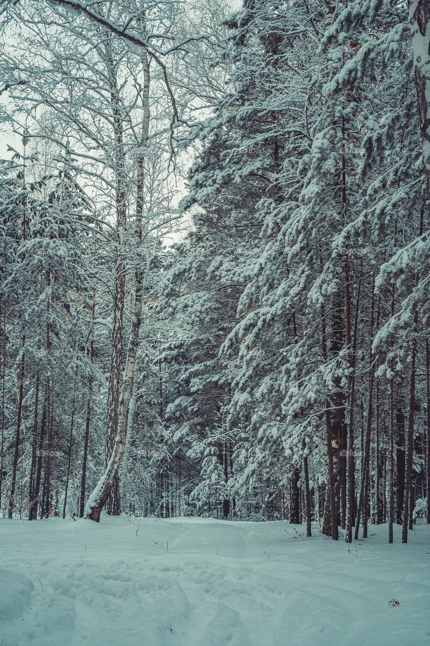 View of forest in winter