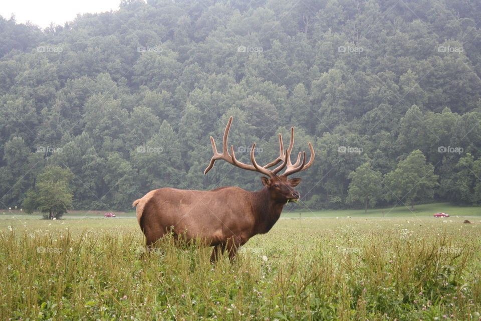 Elk in meadow