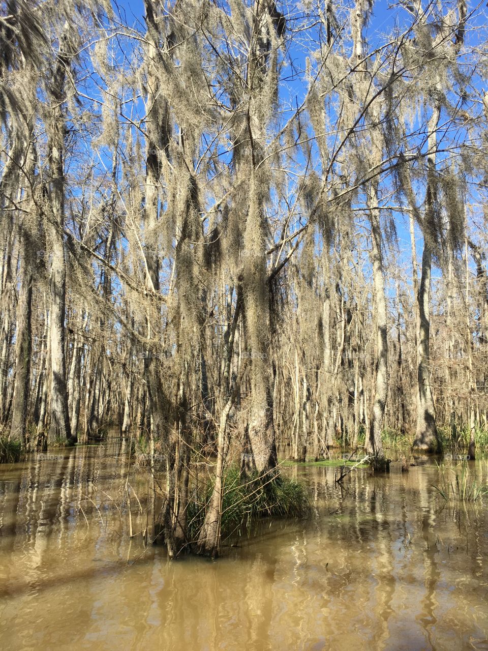 Louisiana's swamp