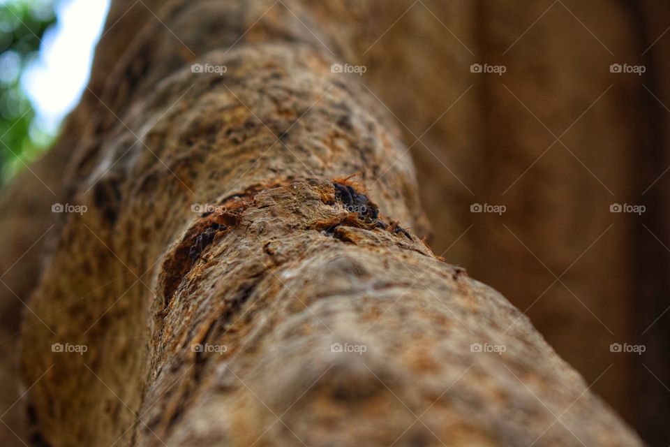 Tree bark