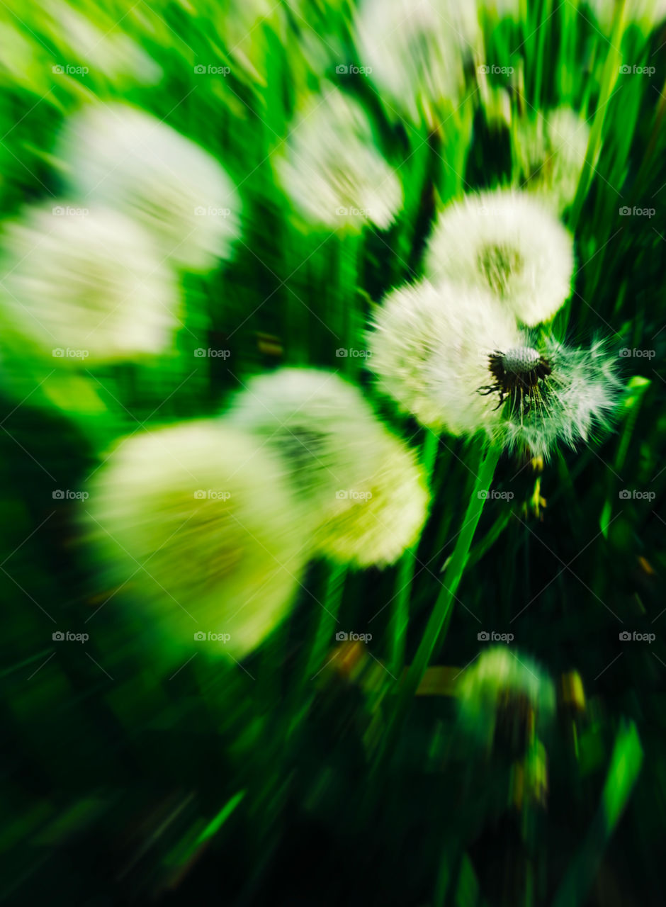 Dandelion plant abstraction background