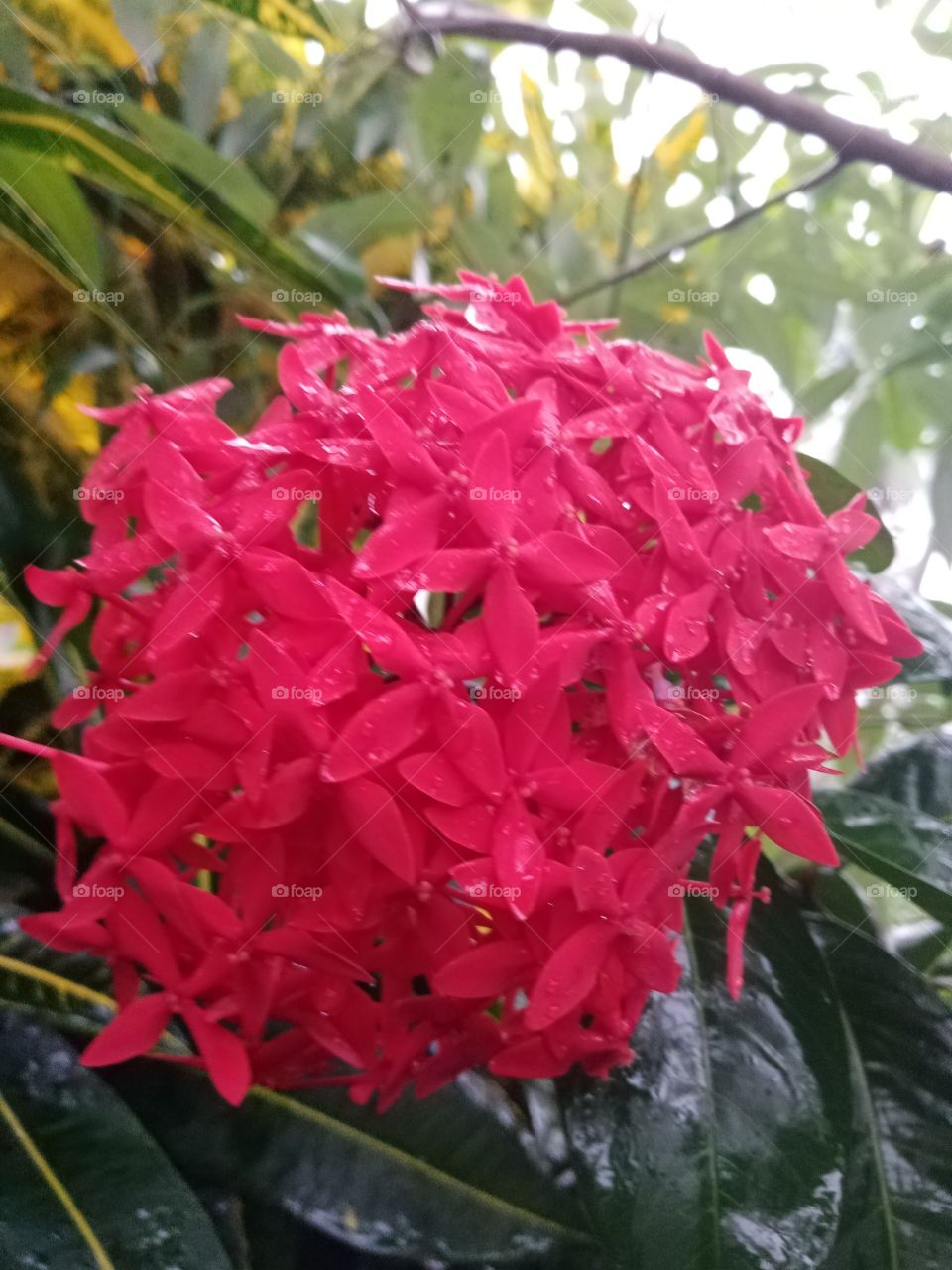 beautiful  flower named Rathmal ,scientific name Red Ixora