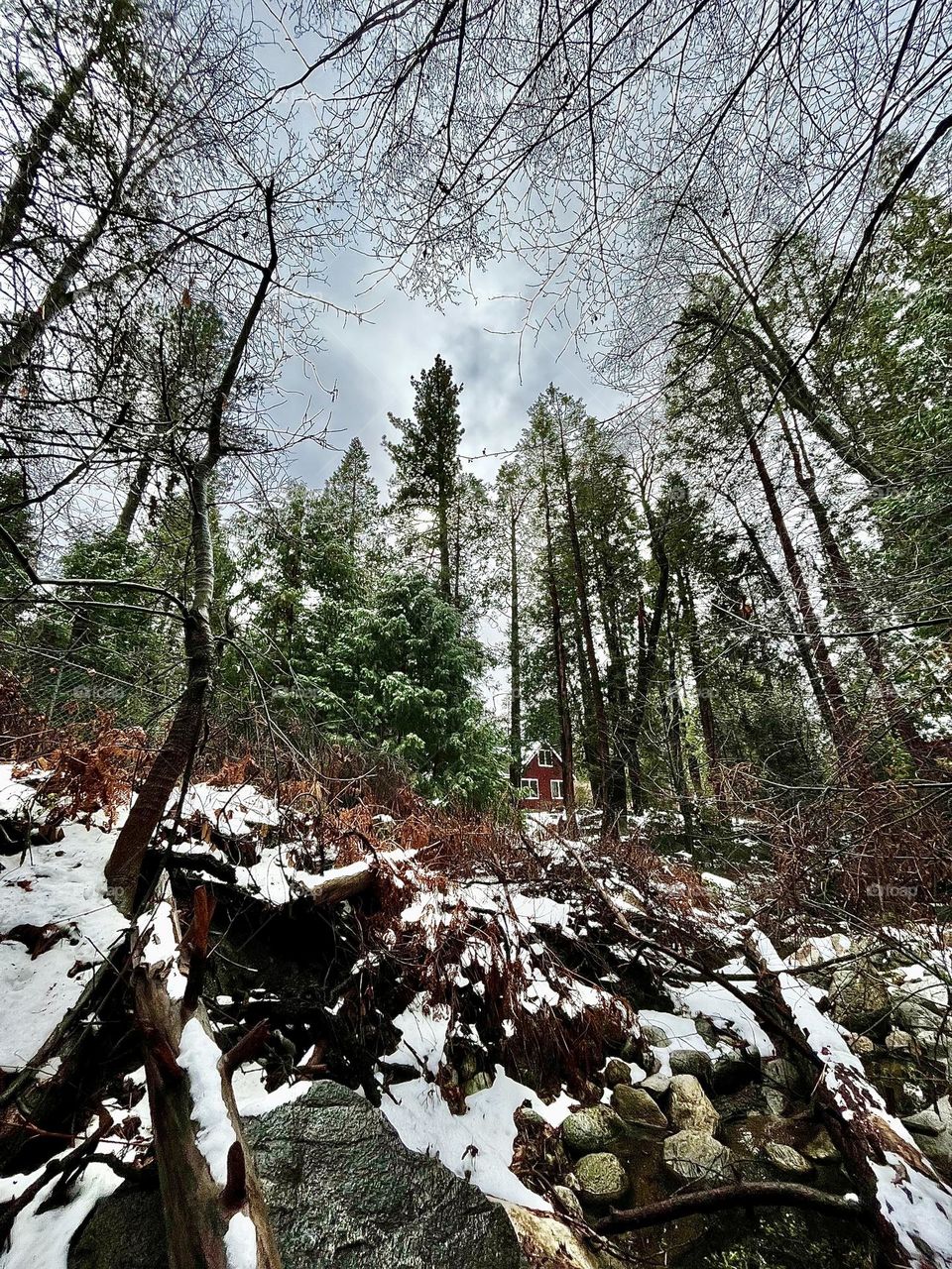 Winter in the Woods