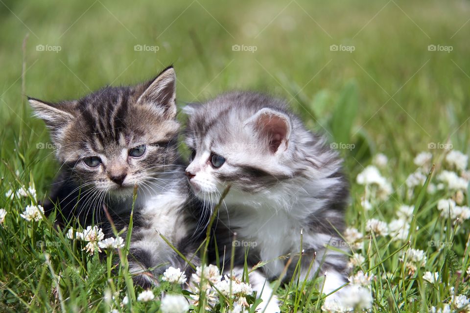 Curious kitten in the garden
