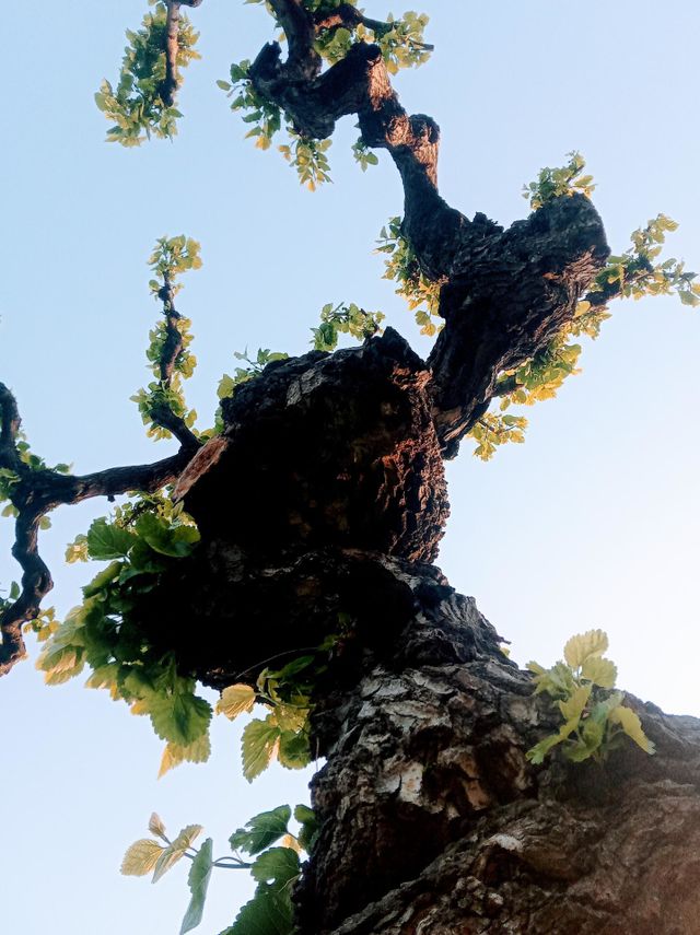 tree