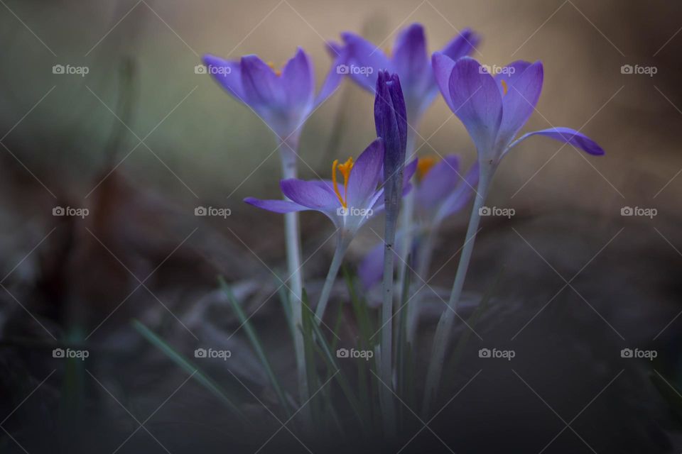 Tender crocuses