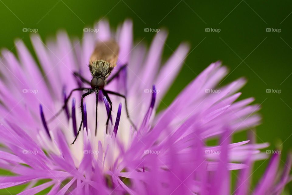 Insect sitting on wild flower 