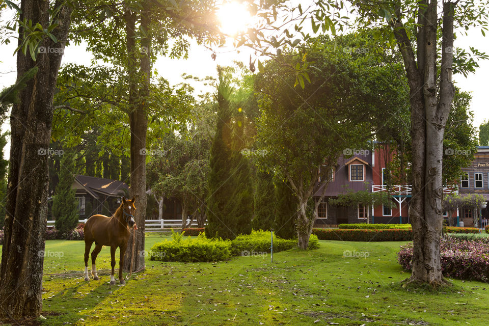 Horse in the garden