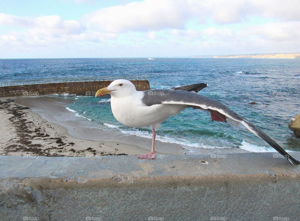 Funny Flexible Seagull doing yoga pose at the beach