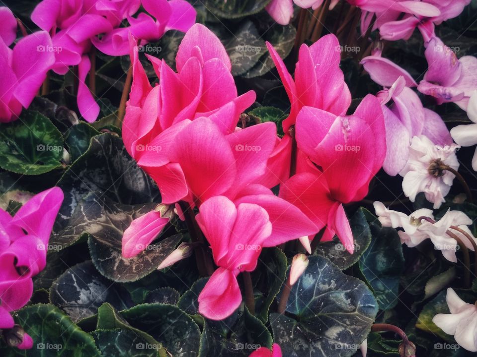 Plant green house Park colors greens