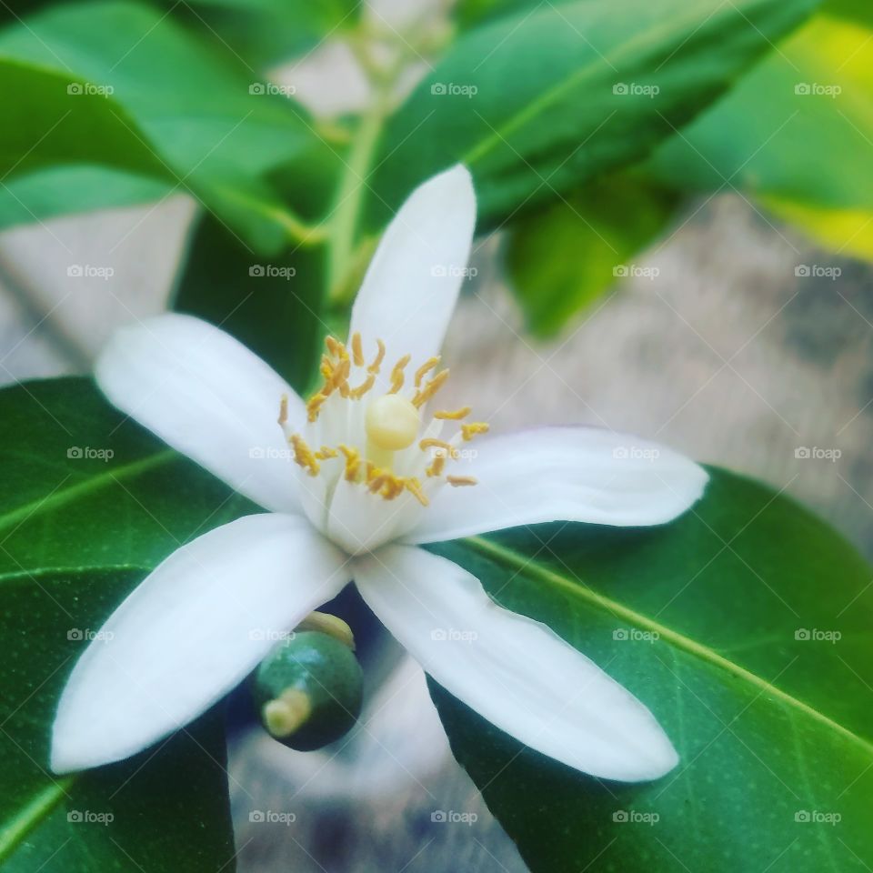 Eureka Lemon Blossom