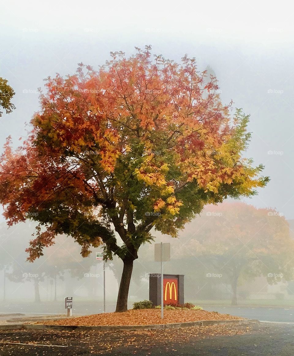 Autumn colors 