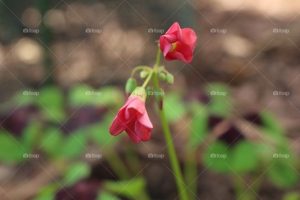 Close-up of flower