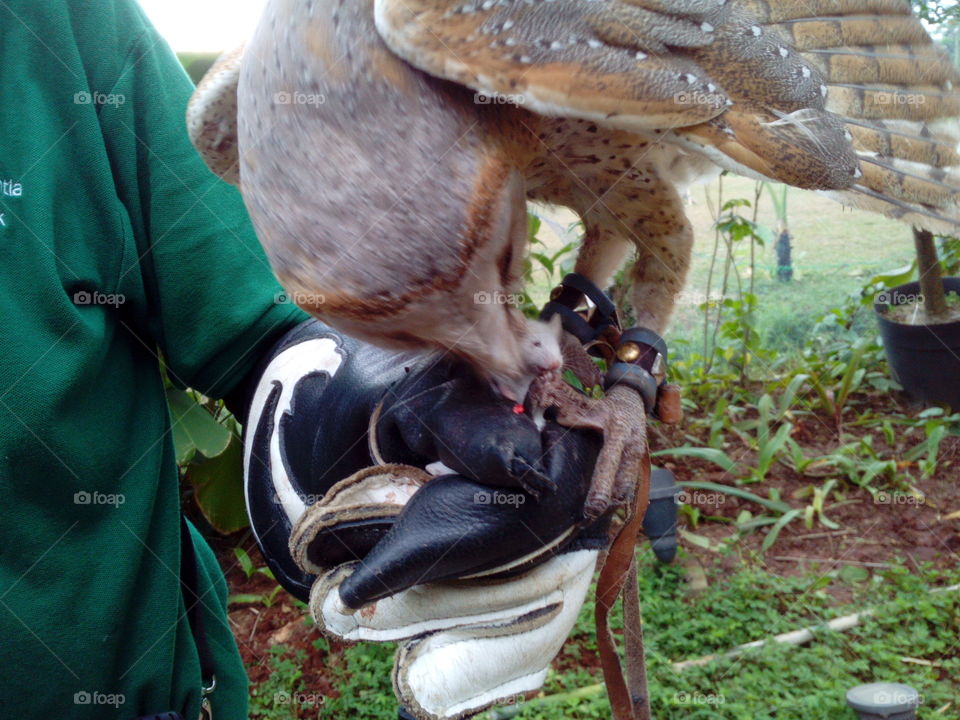 Owl eating a mouse
