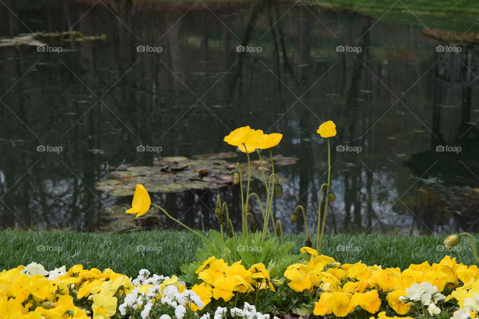 Flowers near by lake