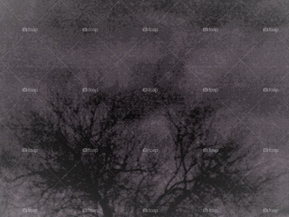 branches and night clouds