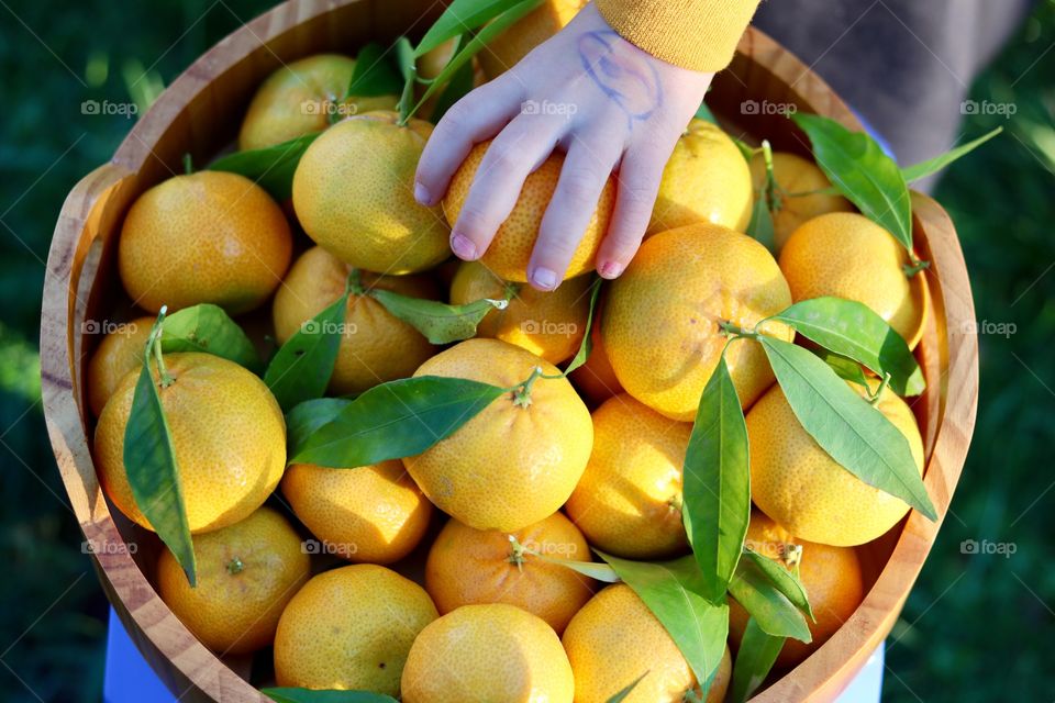 Mandarins 