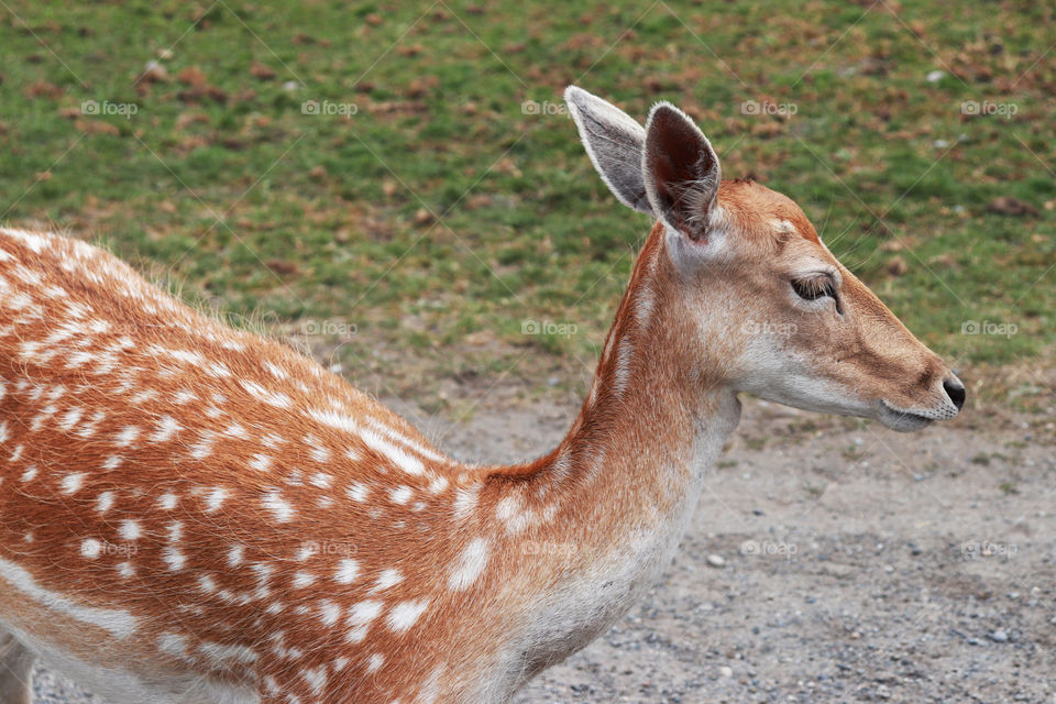 A deer walking by