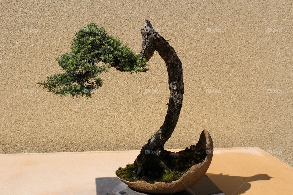 unusual bonsai