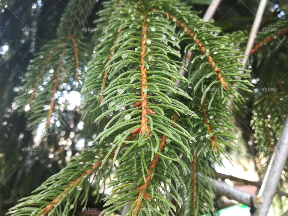 Pine tree