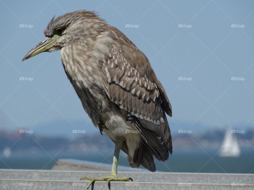 California Heron