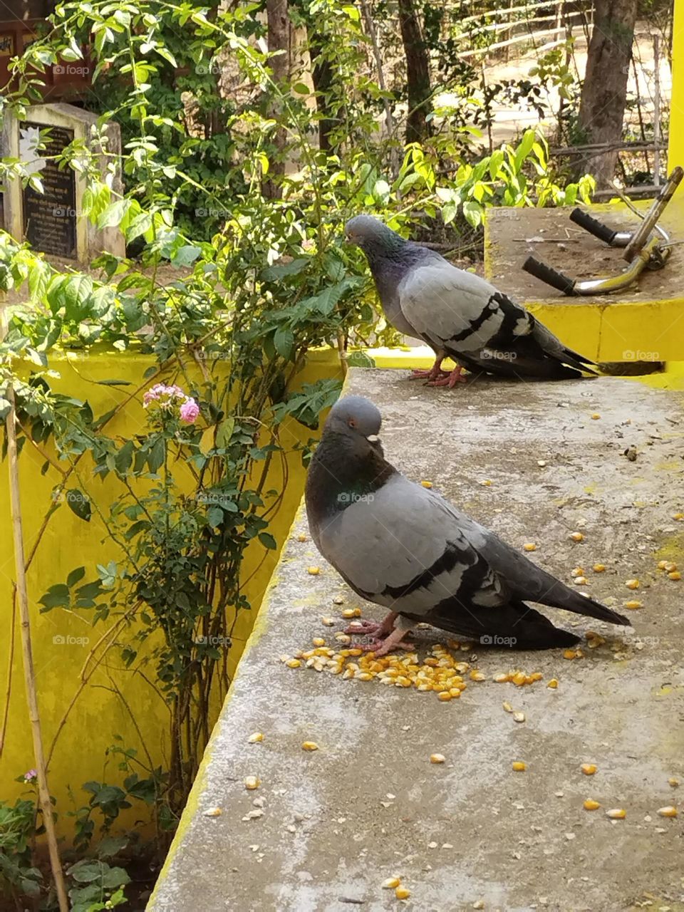 very sad pigeon