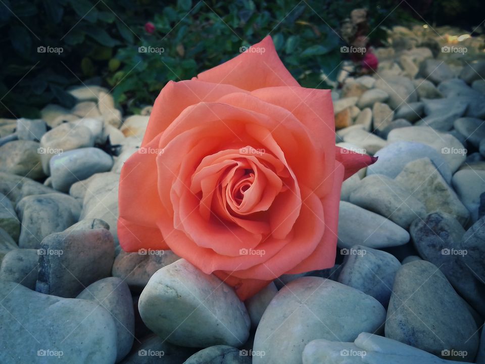 pinkish orange rose