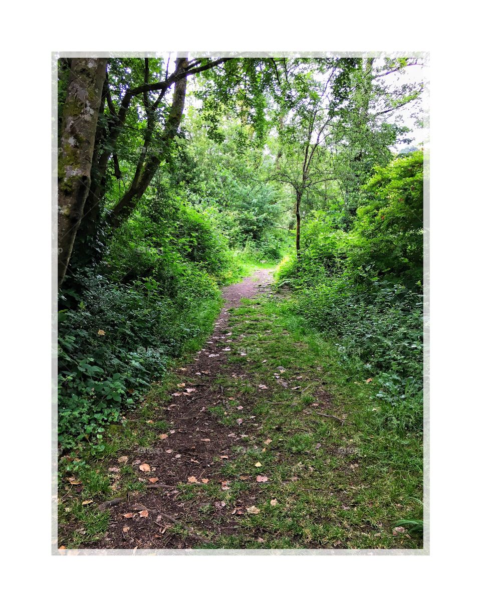 Wooded trail