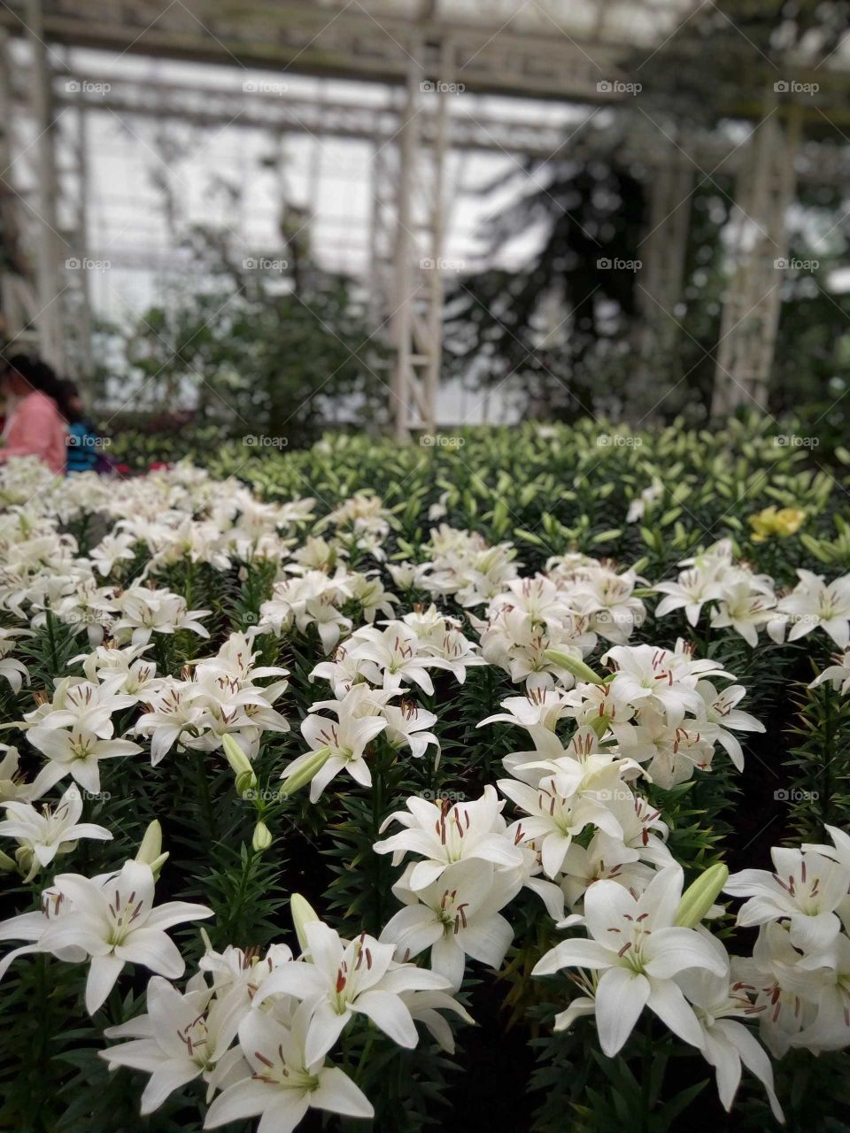 Fresh and beautiful white lilies.
