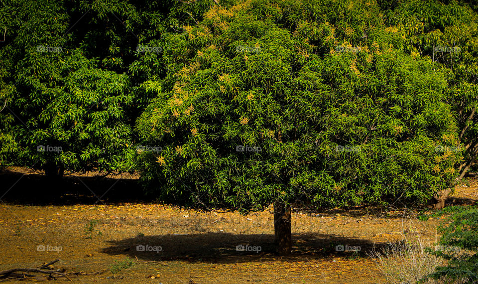 A story of a beautiful mango tree which was looking great.... when I saw that I can't control my thoughts #nature