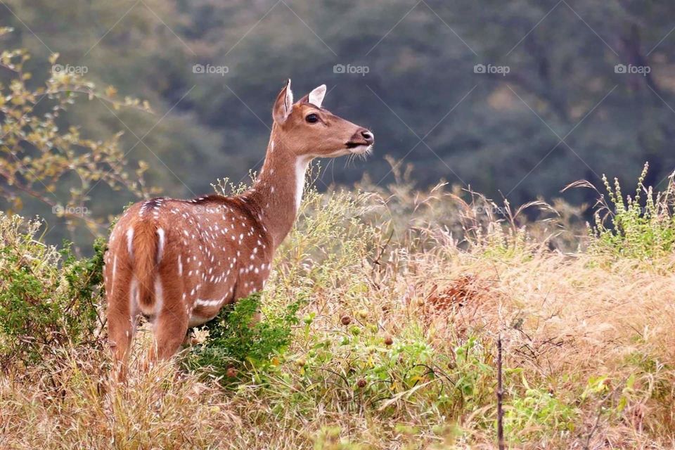 Female deer