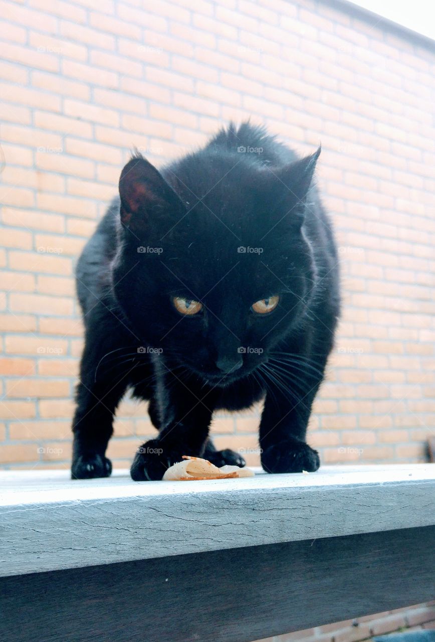 Black cat looking for food