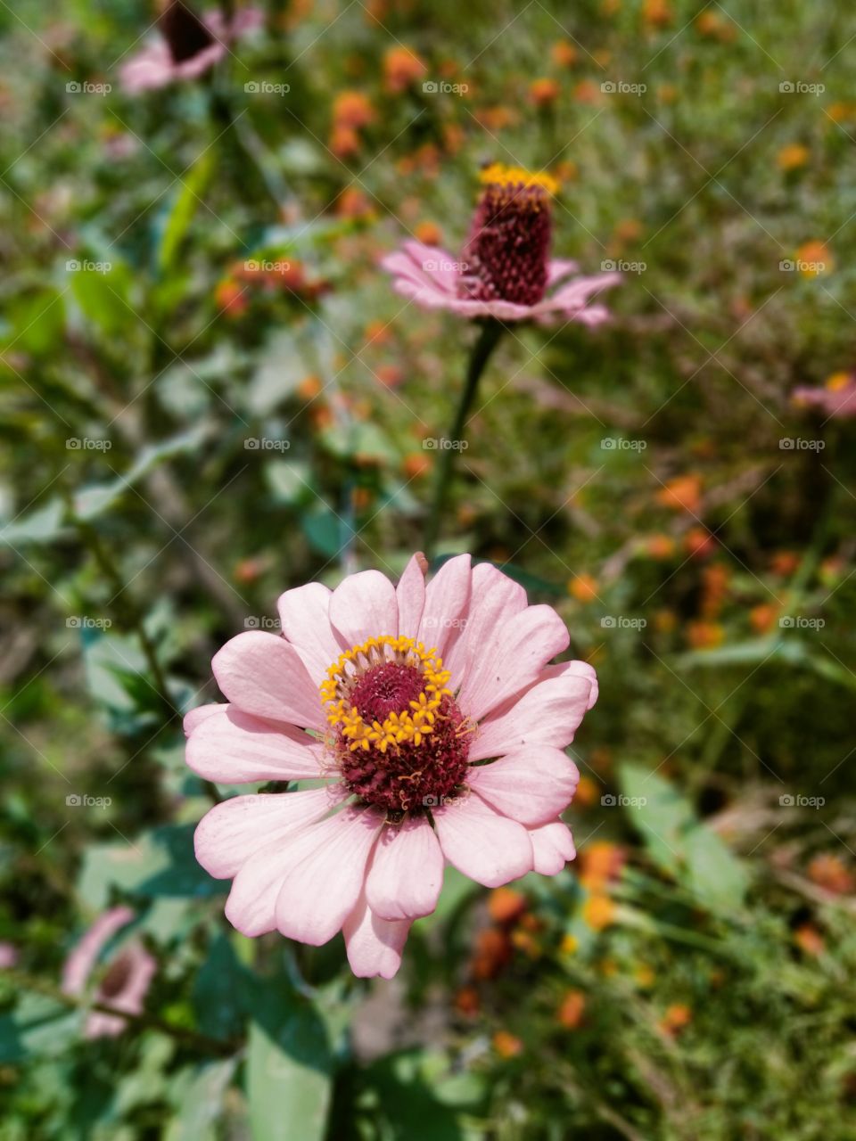 Zinnia elegans known as youth-and-age, common zinnia or elegant zinnia, is an annual flowering plant in the daisy family Asteraceae.