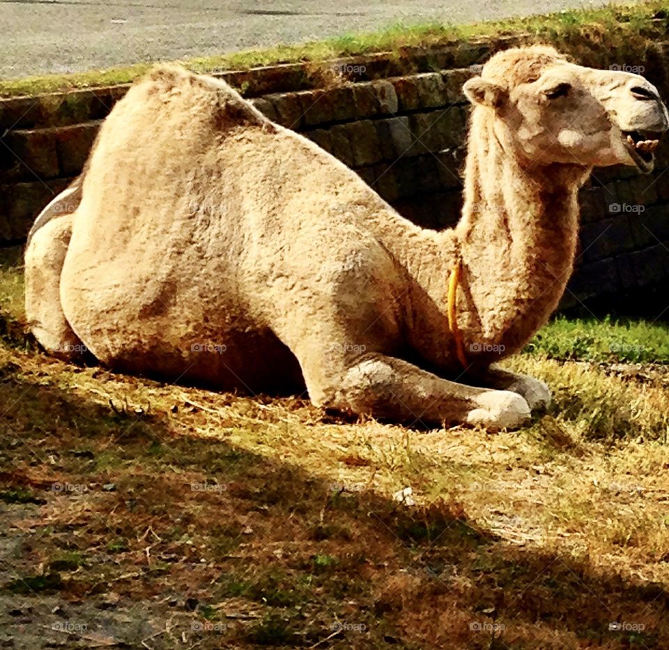 a smiling camel in the town of Treguier, France