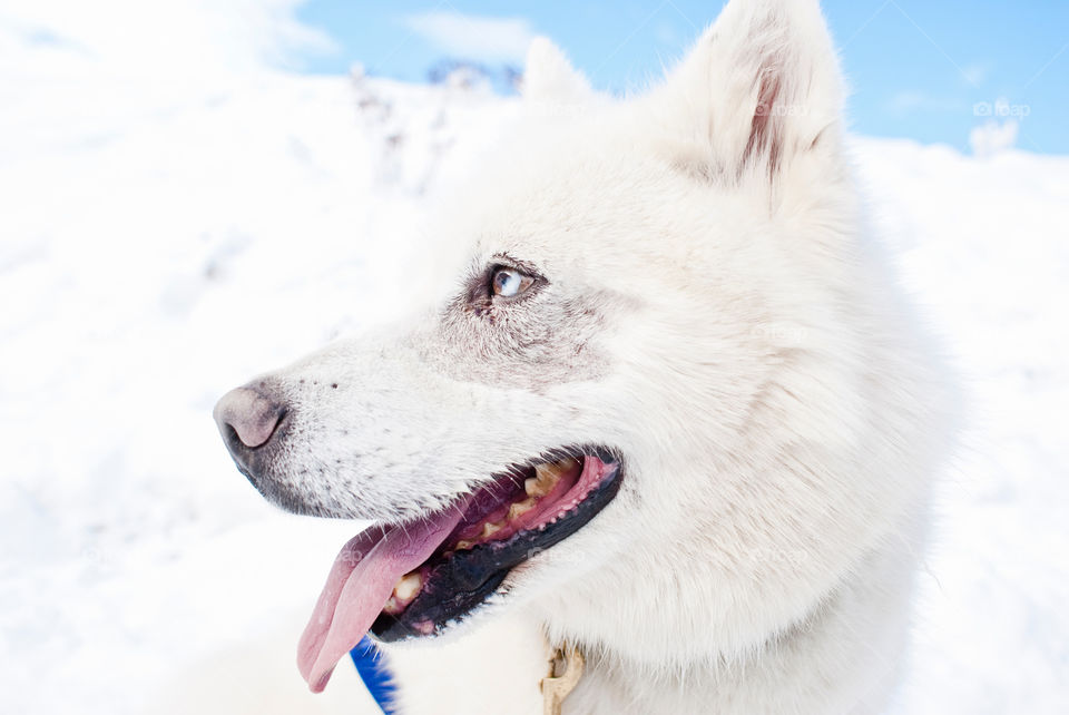 Side view of white dog