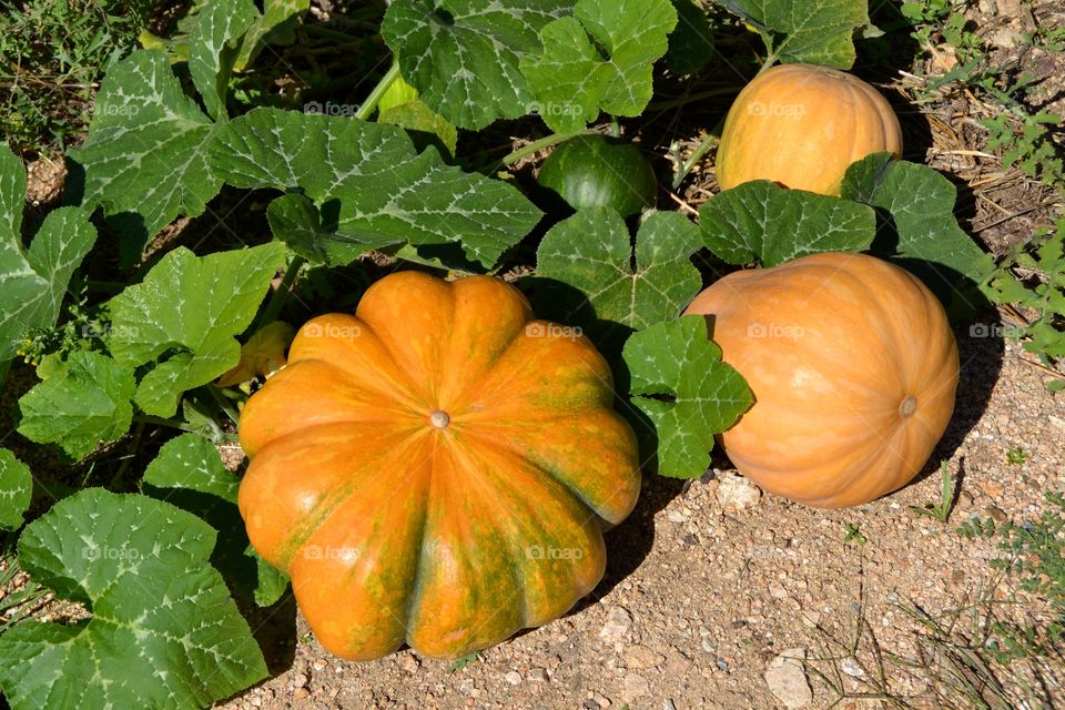 Pumpkin plants in the field