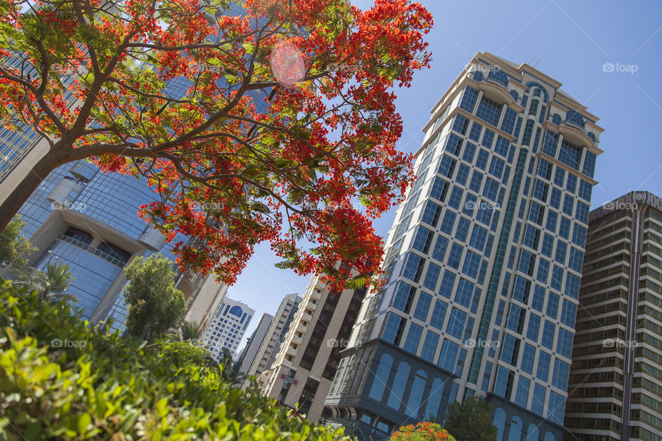 Beautiful tree blossoming in the city