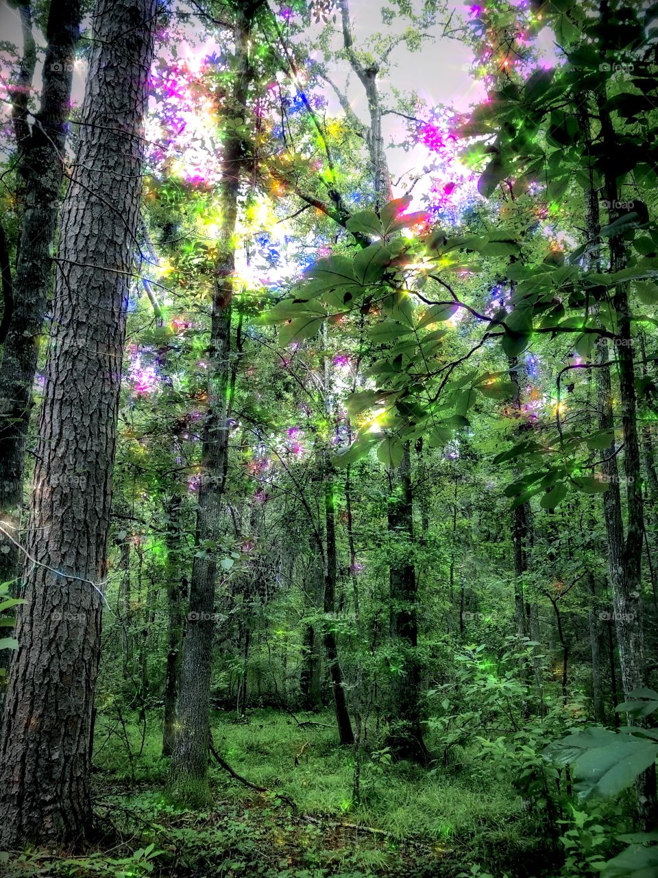 Secret Forest of Hidden Nymphs 