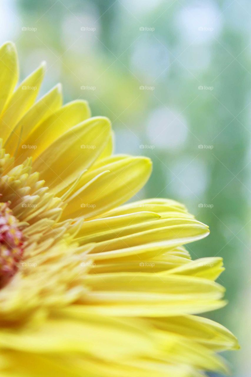 Yellow flower close up