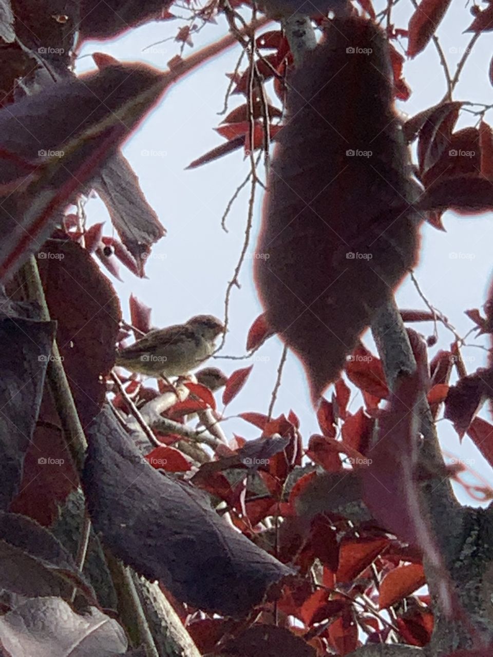 Bird in a tree in my front yard 