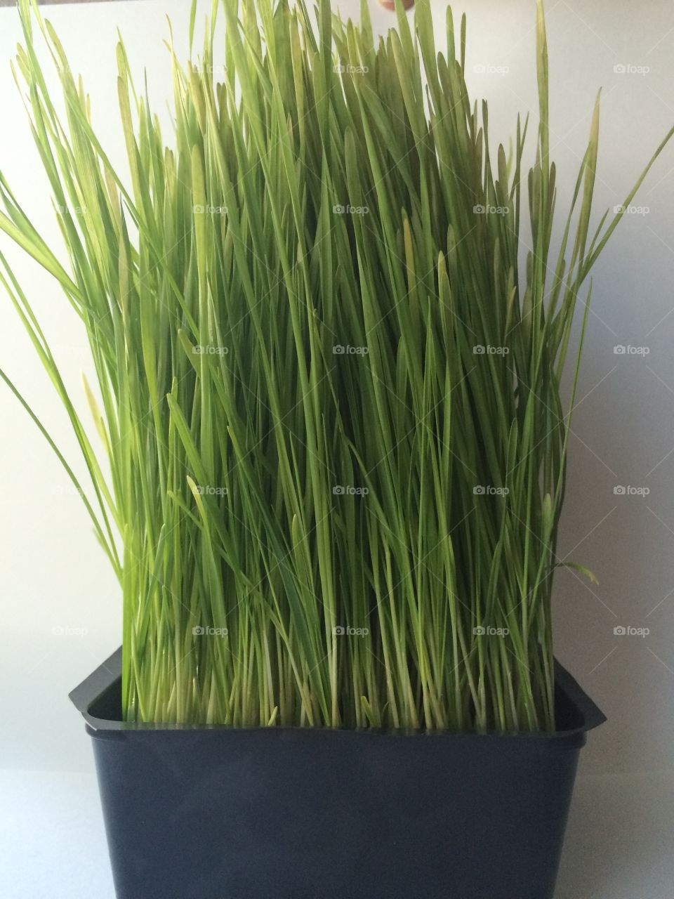 Wheat grass. A growing tray of wheat grass