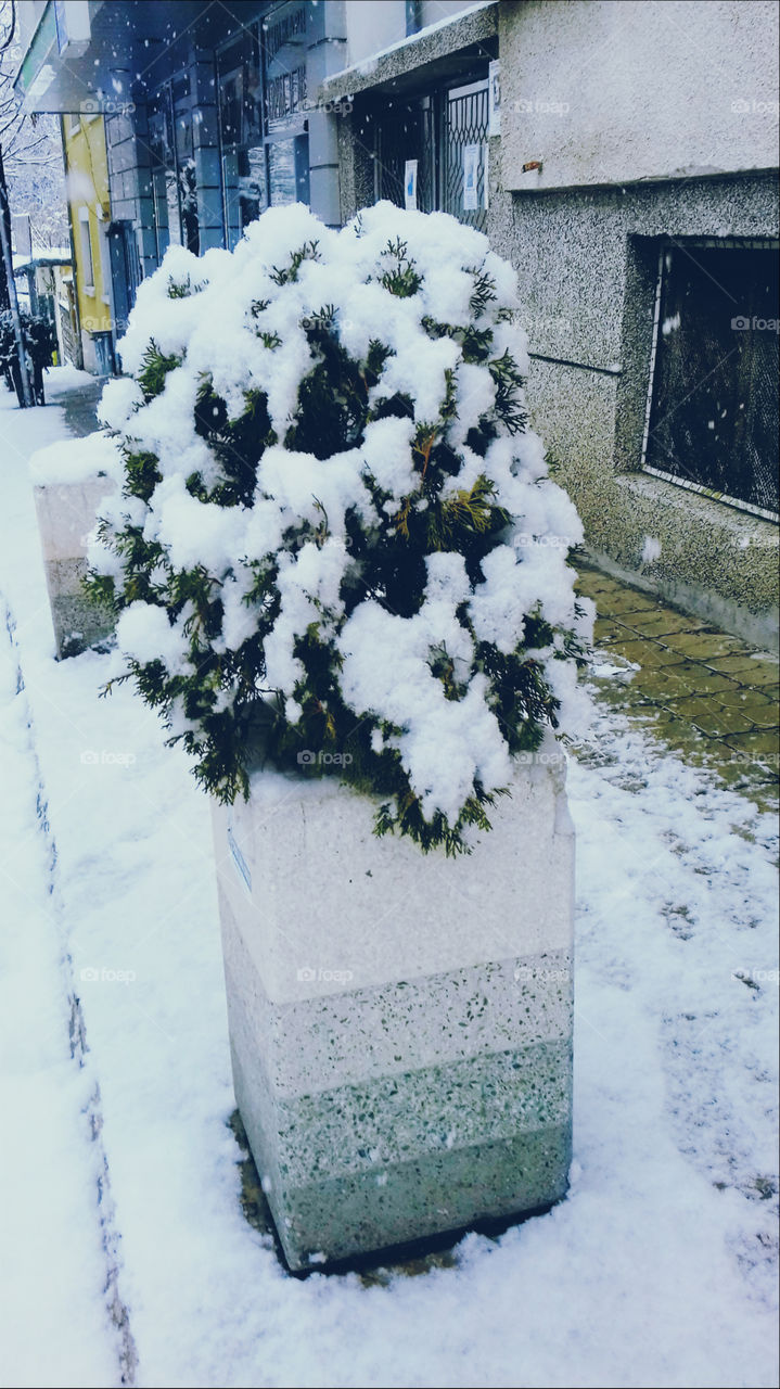 Snow on Plants