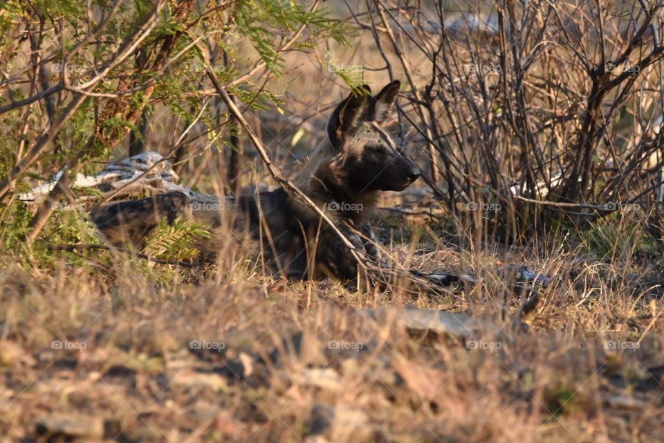 African Wild Dogs lying in the bush doing some sun bathing. The dog are playing and some are sleeping in the late afternoon sun before dark sets in.